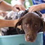 Best Smelling Dog Shampoo Reviews