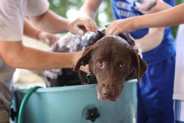 Best Smelling Dog Shampoo Reviews